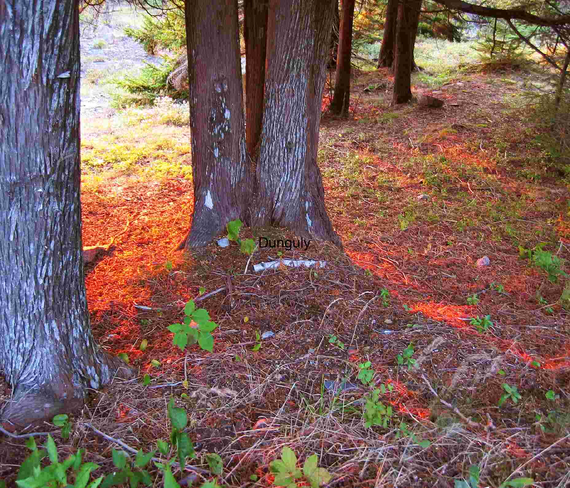 Dappled Light Through Acadia's Forest Canopy