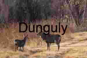 Juvenile Mule Deer Portrait in Golden Arid Field|Adult and juvenile elk,