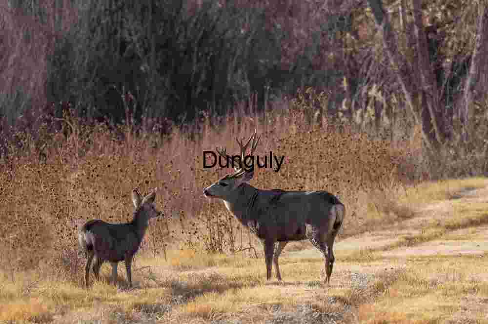 Juvenile Mule Deer Portrait in Golden Arid Field|Adult and juvenile elk,