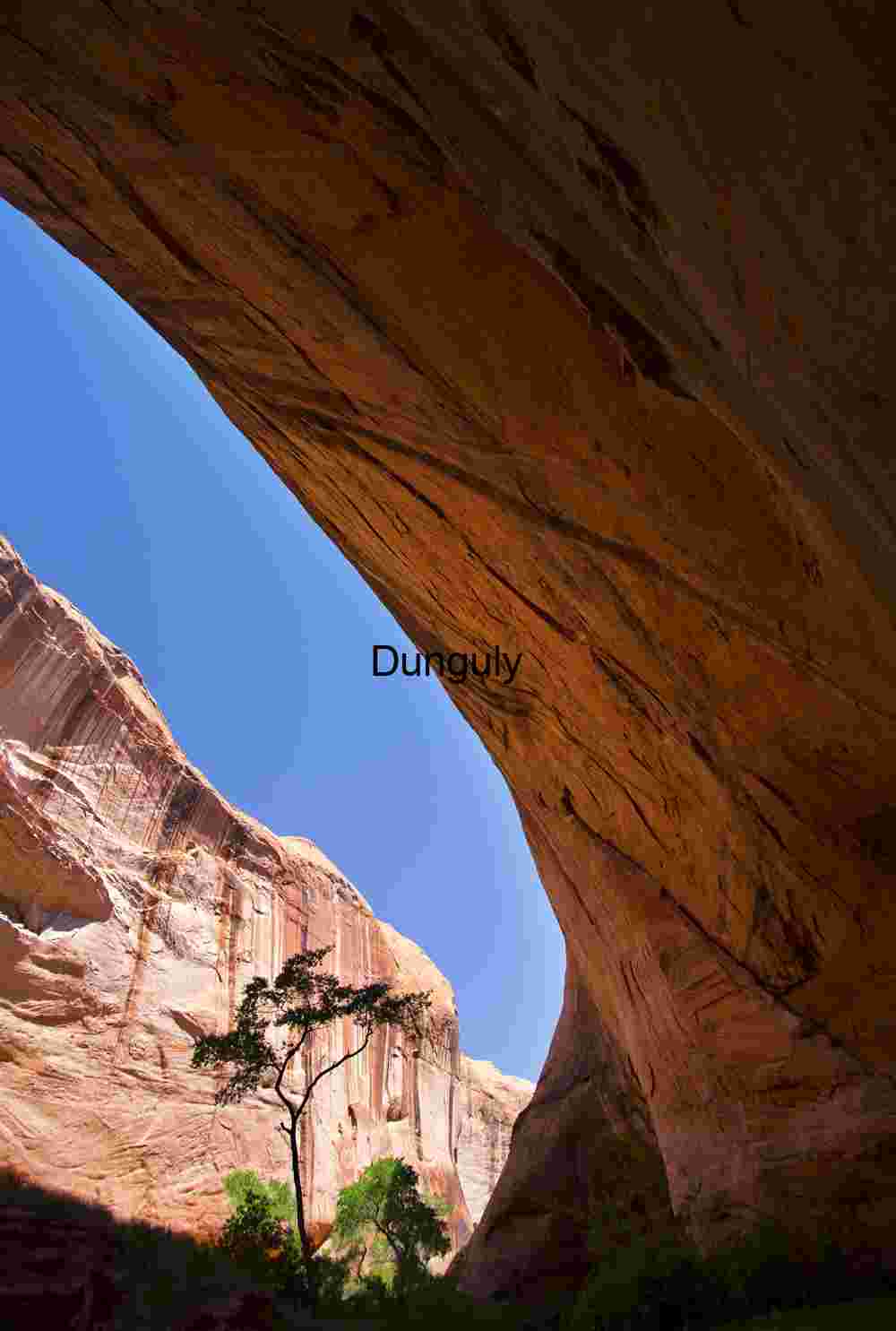 Alcove-Framed Tree, Coyote Gulch, Utah Canyonlands