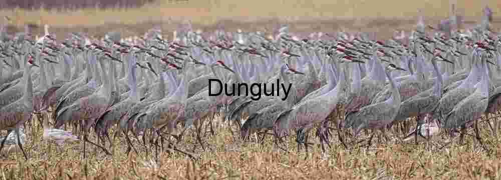 Massive Flock of Sandhill Cranes at Waterfowl Complex | Aligned sandhill, crane beaks