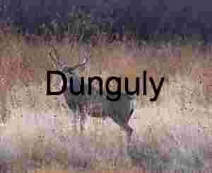 Alpha male elk in grasses