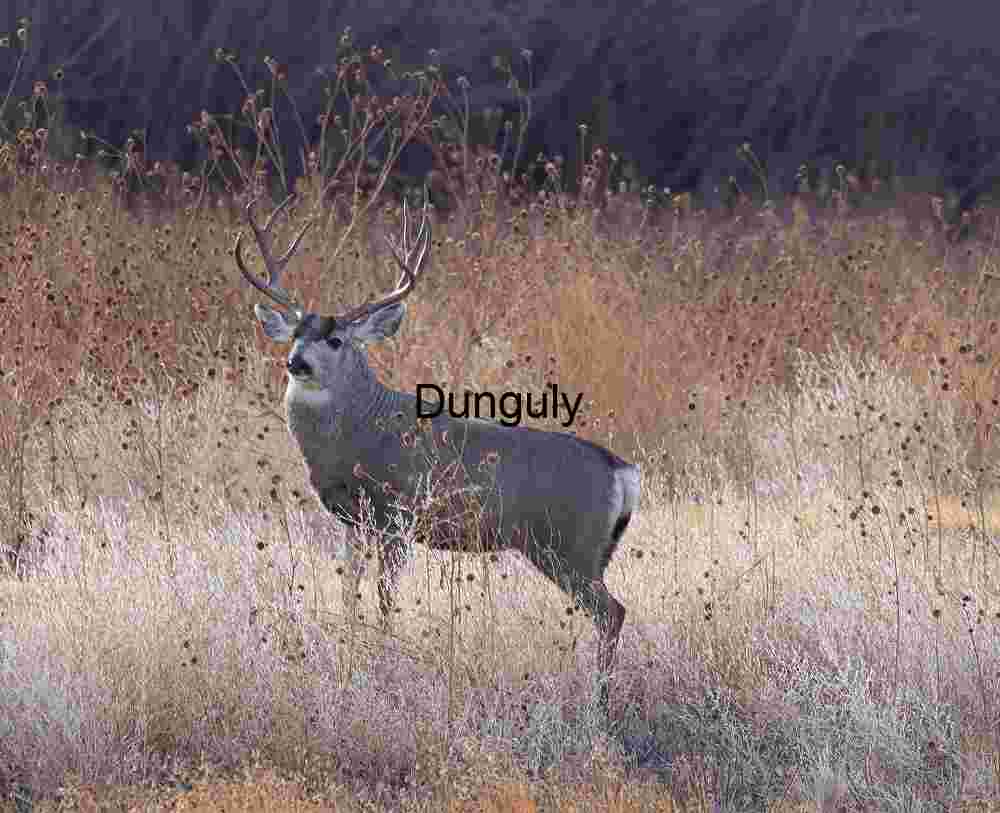 Alpha male elk in grasses