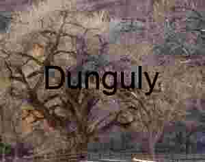 Majestic Ancient Desert Trees along Canyon Road