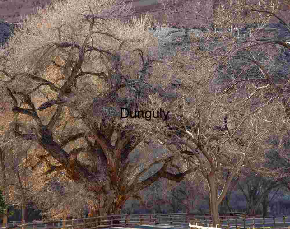Majestic Ancient Desert Trees along Canyon Road