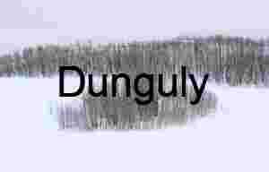 Aspen grove | Golden Yellow Trees & Lake