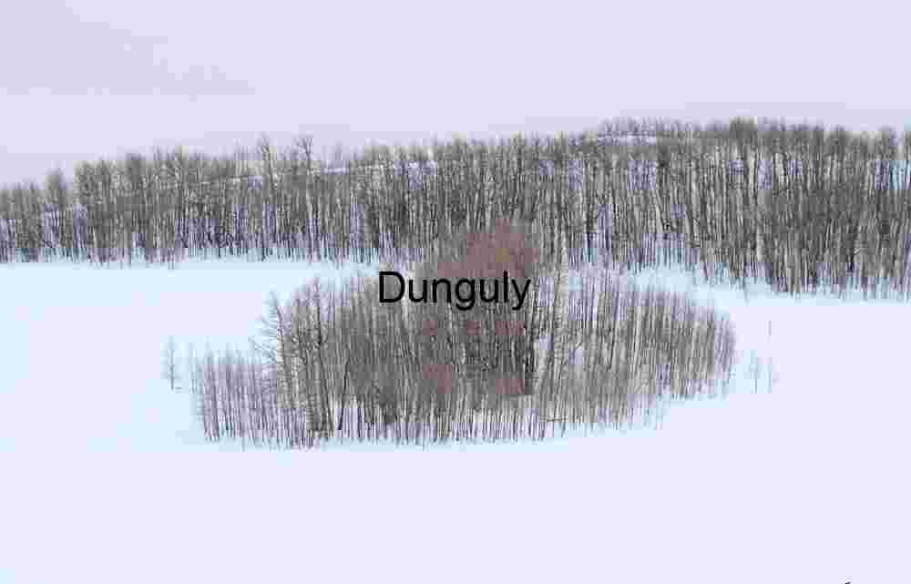 Aspen grove | Golden Yellow Trees & Lake