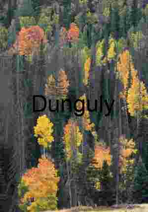 Aspens in color near Cedar Breaks