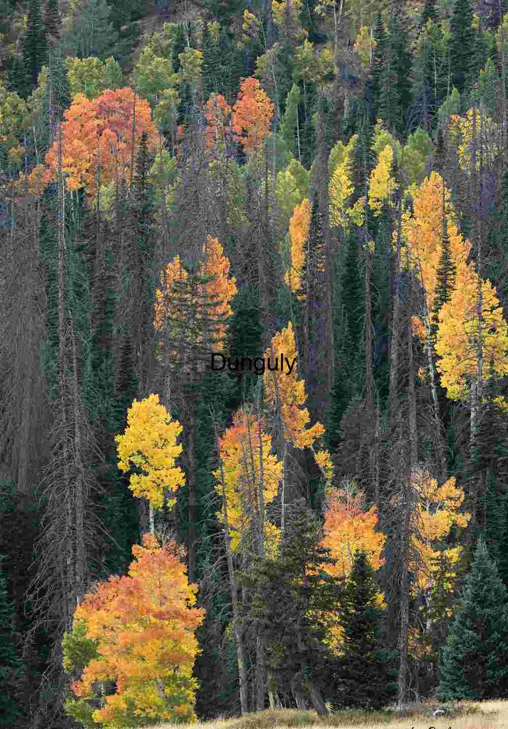 Aspens in color near Cedar Breaks