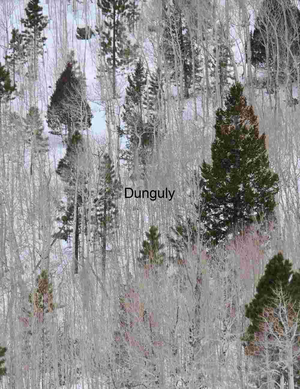 Aspens | Golden Yellow Trees & Lake