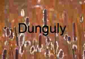 Backlit Golden Cattails at Sunset - Bosque del Apache