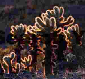Luminous Teddy Bear Cholla Backlit in Desert Glow