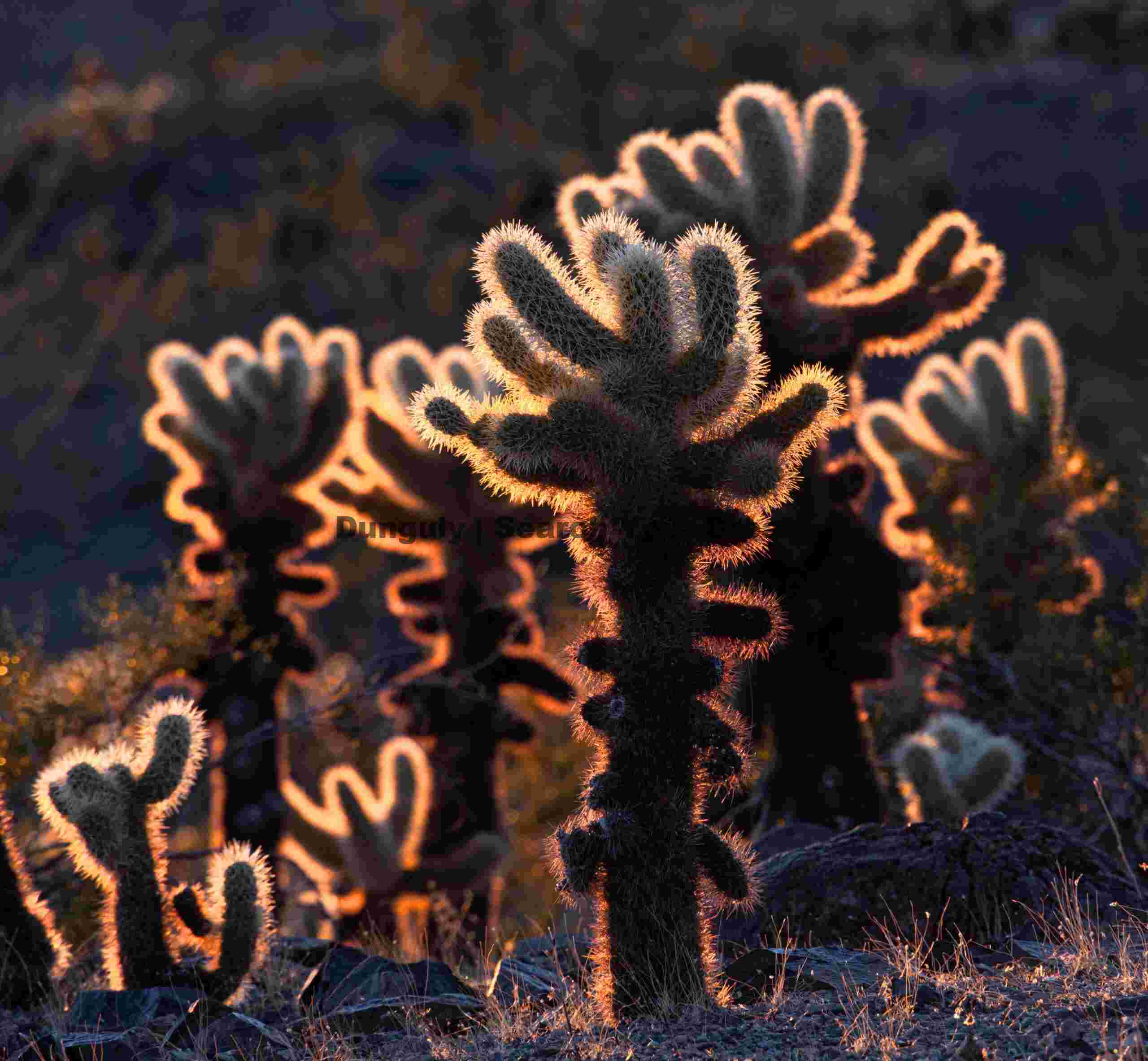 Luminous Teddy Bear Cholla Backlit in Desert Glow
