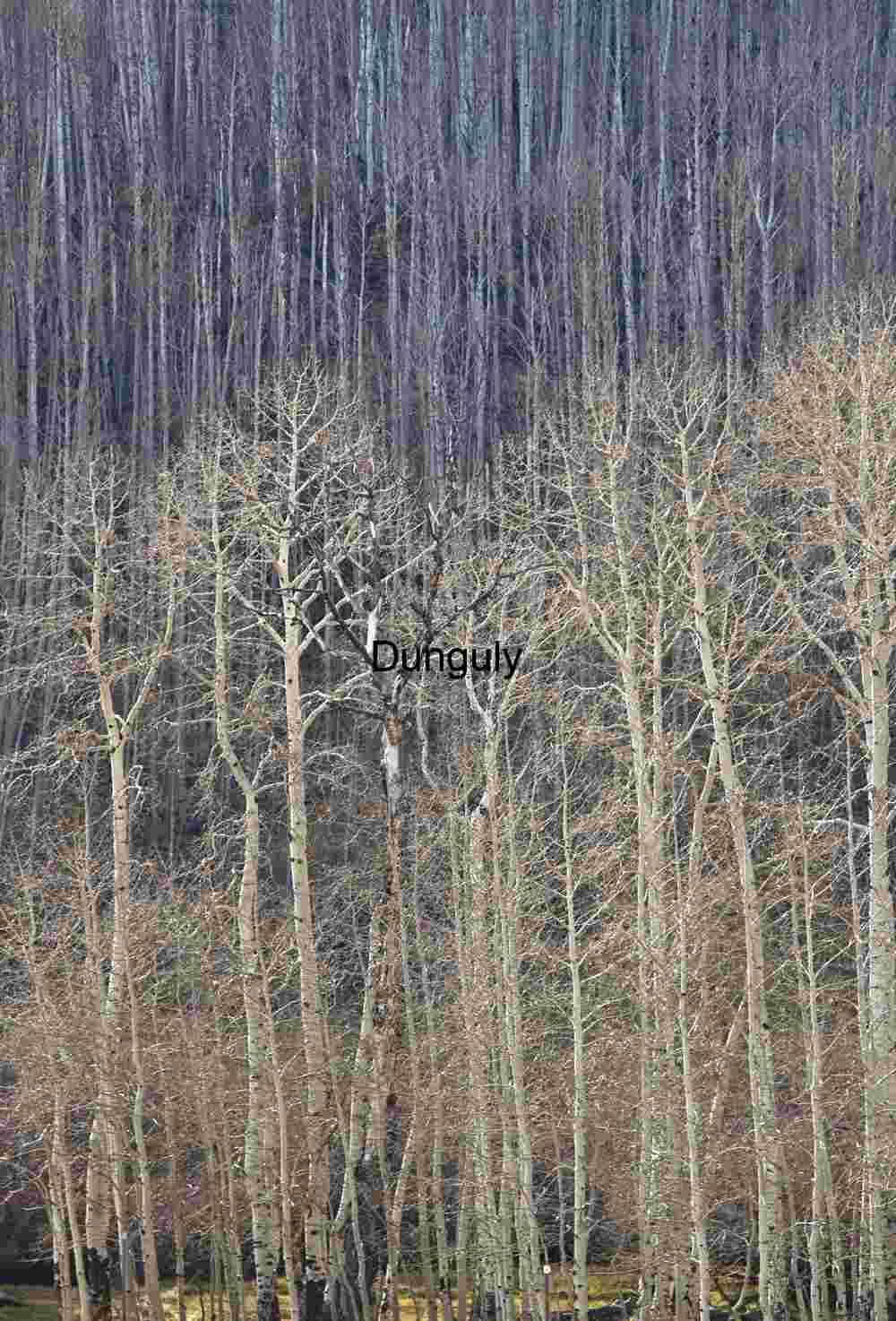 Bare aspens | Golden Yellow Trees & Lake