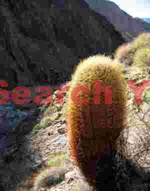 Majestic Barrel Cactus in Panamint Mountain Landscape