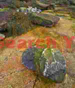 Between a Rock and Hard Place - Acadia's Natural Seawall