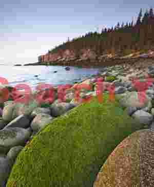 Big Greenie - Iconic Lichen-Covered Cliff at Acadia