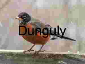 Bird in snow along the GAP trail