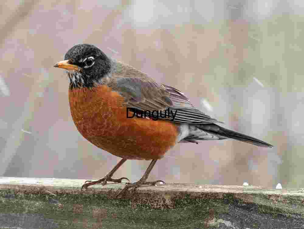 Bird in snow along the GAP trail