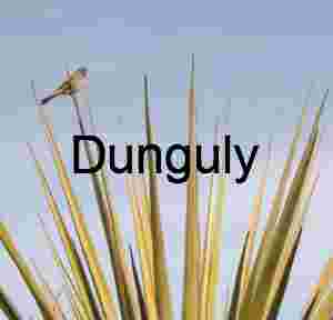 White-crowned Sparrow Perched on Golden Yucca Crown