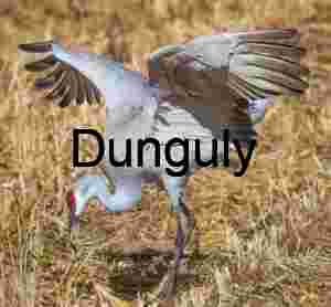 Sandhill Crane Foraging at Bosque del Apache NWR