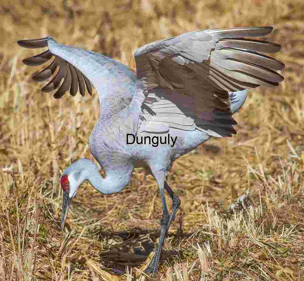 Sandhill Crane Foraging at Bosque del Apache NWR