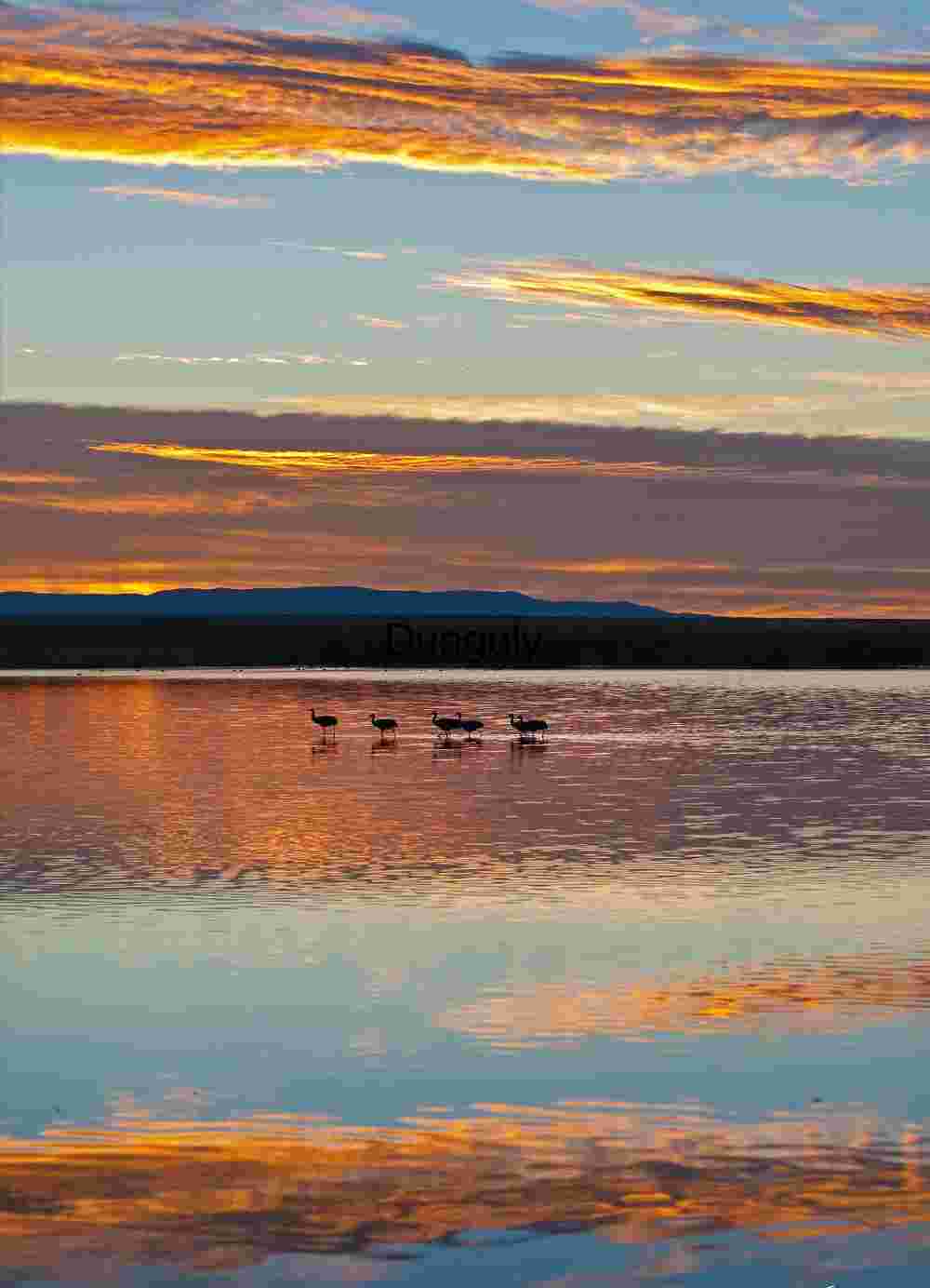 Bosque del Apache Sunrise: Sandhill Cranes & Fiery Clouds