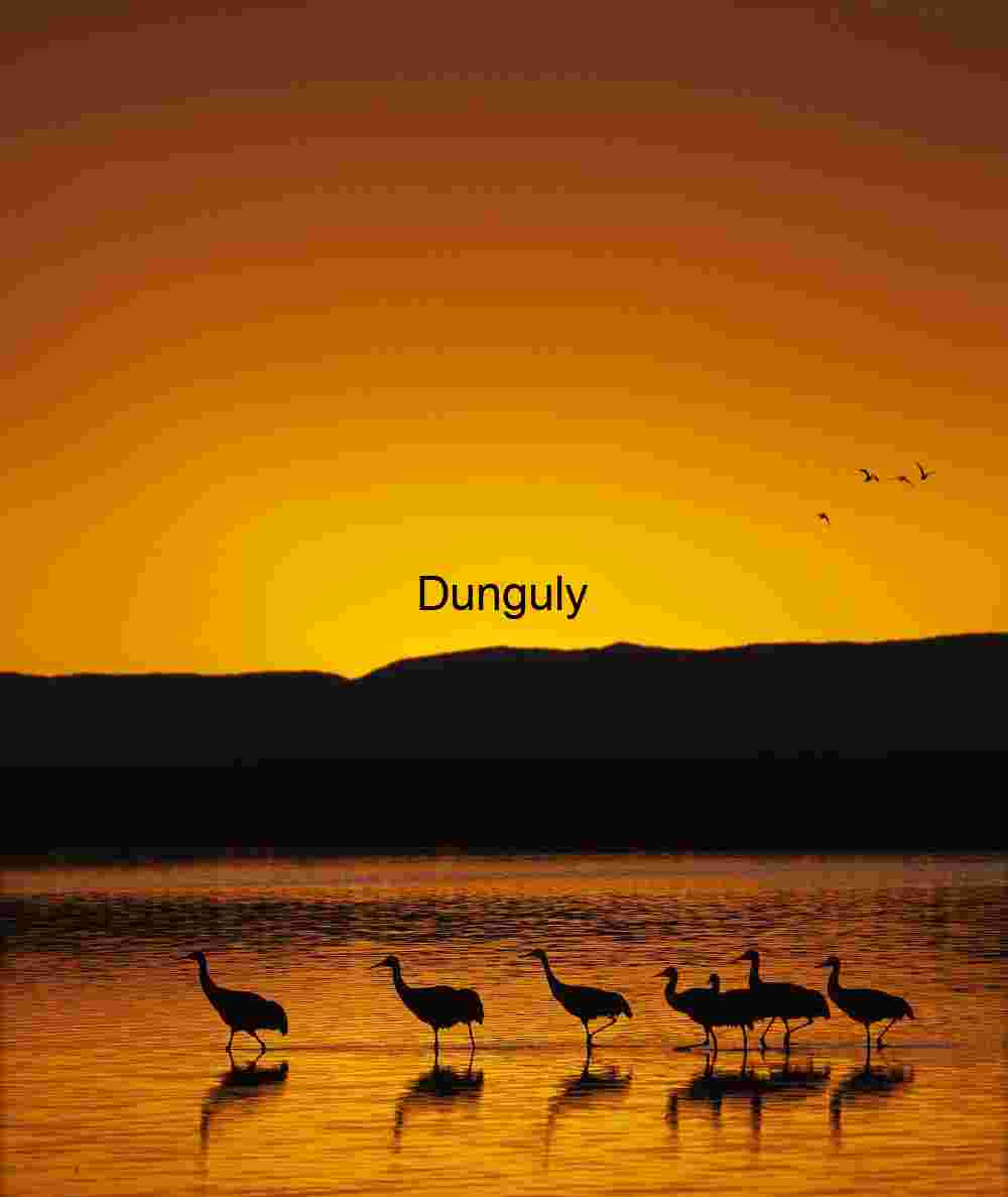 Bosque del Apache Sunrise: Sandhill Cranes & Fiery Clouds | sandhill cranes, and golden sunrise
