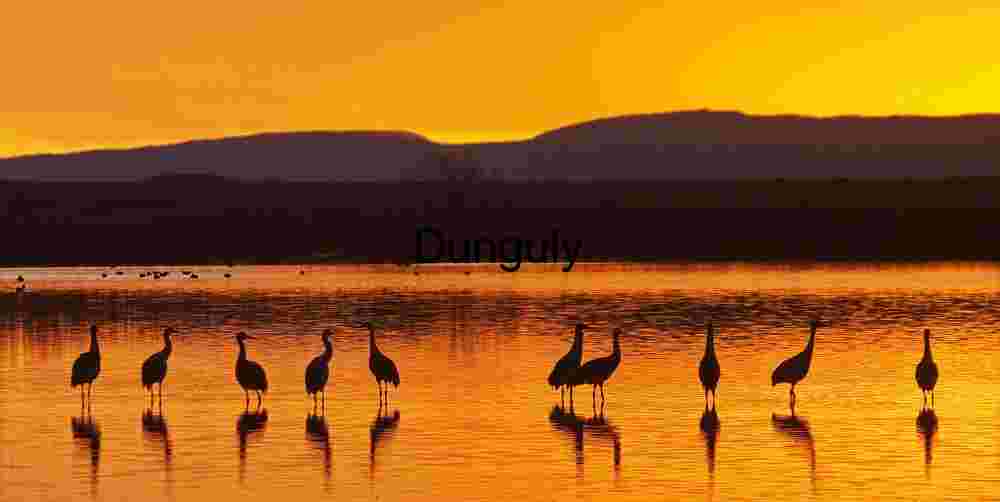 Bosque del Apache Sunrise: Sandhill Cranes & Fiery Clouds | the sanhill, cranes wake up
