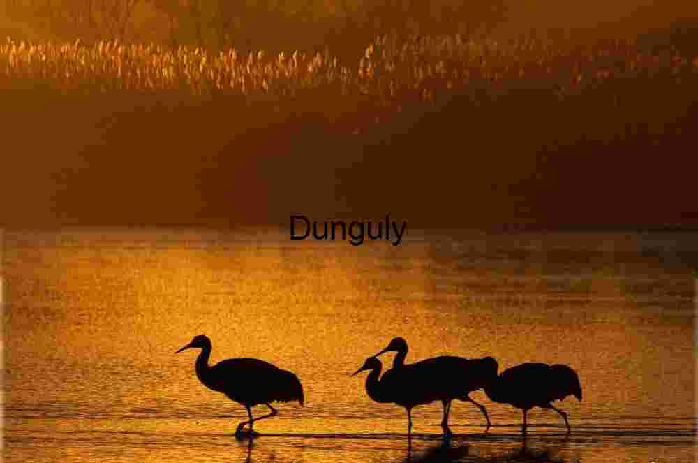 Bosque del Apache Sunrise: Sandhill Cranes & Fiery Clouds | walk of the, sandhill cranes