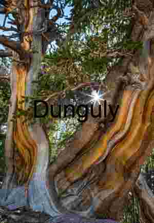 Ancient Bristlecone Pine Tree Trunk Sunstar, Cedar Breaks