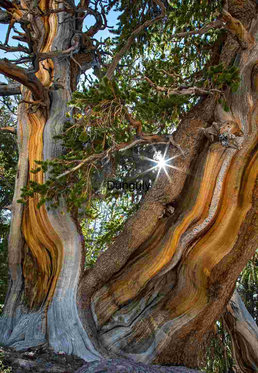Ancient Bristlecone Pine Tree Trunk Sunstar, Cedar Breaks