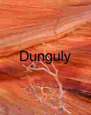 Bush and red diagonals, South Coyote Buttes