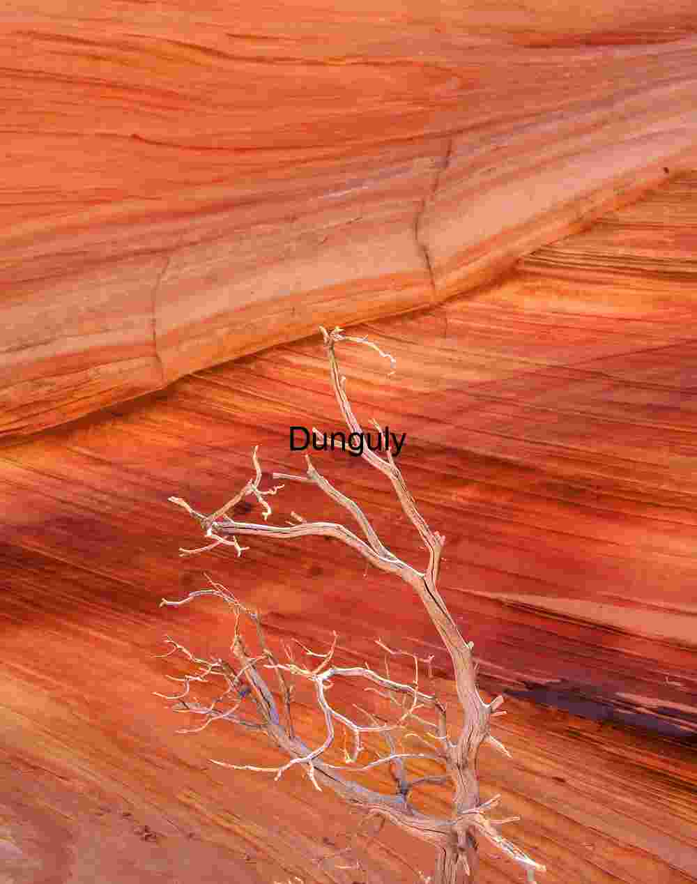 Bush and red diagonals, South Coyote Buttes