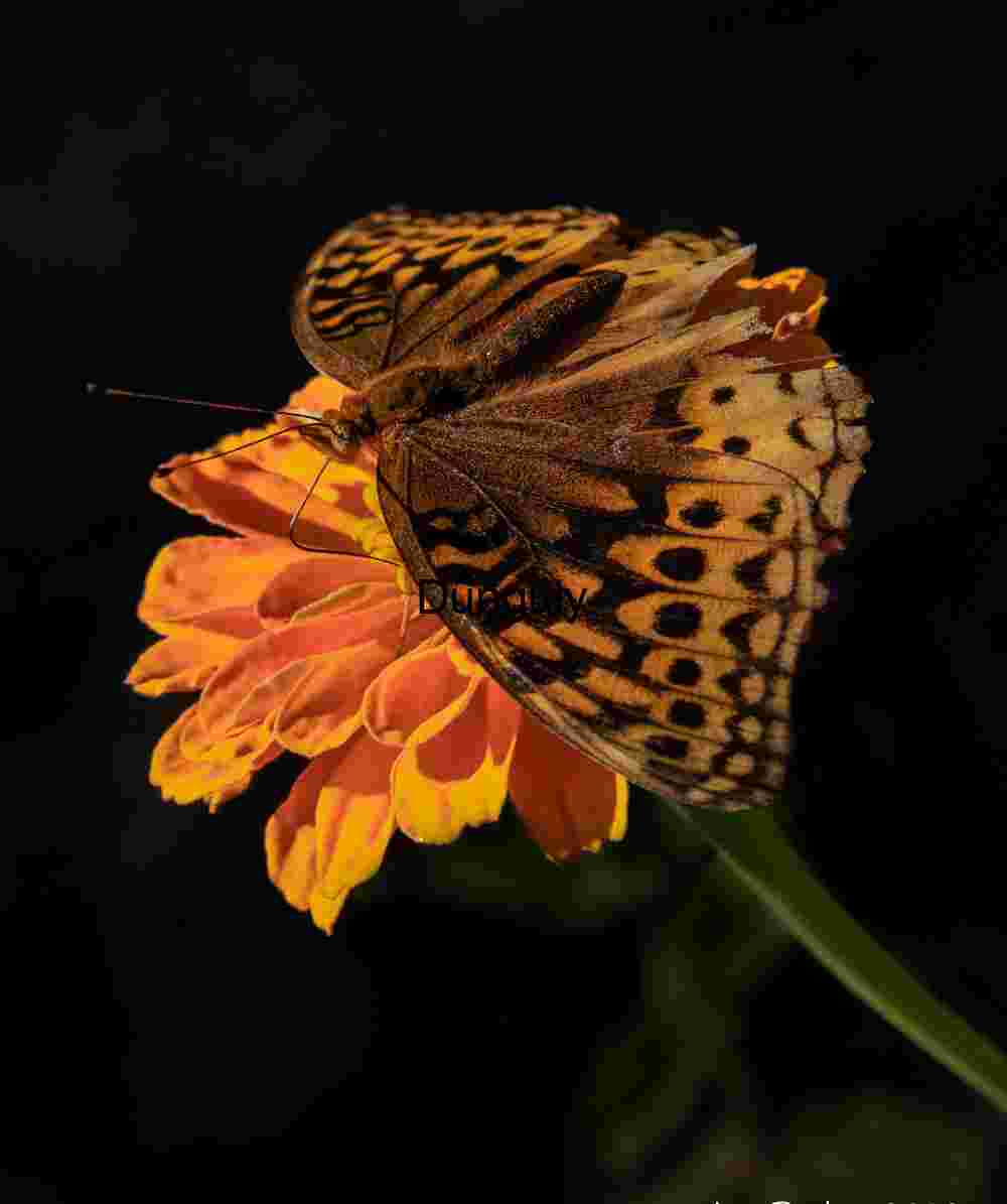 Butterfly on flower; John C. Campbell Folk School