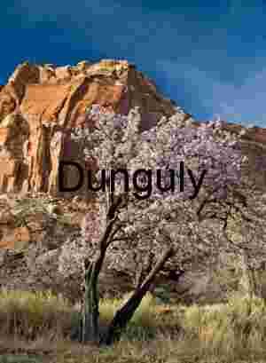 Cherry blossom in Fruita orchard