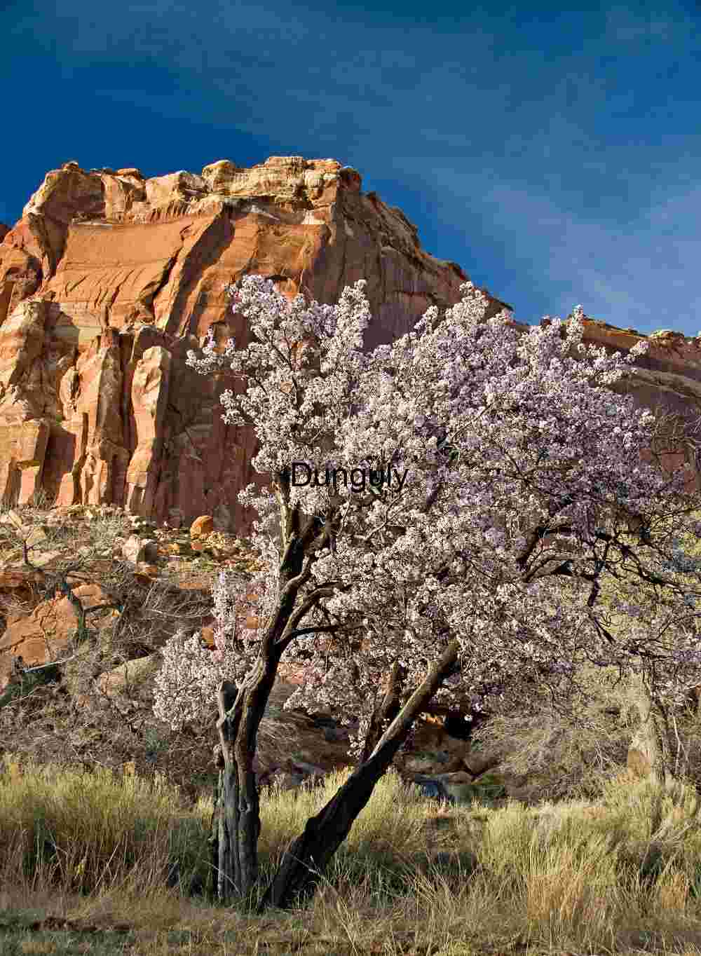 Cherry blossom in Fruita orchard