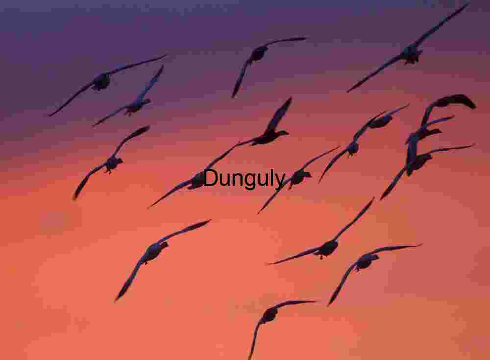 Bosque del Apache Sunrise: Sandhill Cranes & Fiery Clouds | Colorful crane, sillhouetttes, #1