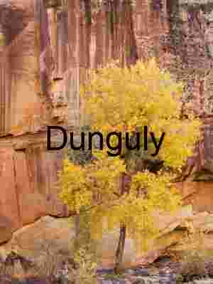 Cotonwood tree and rock wall