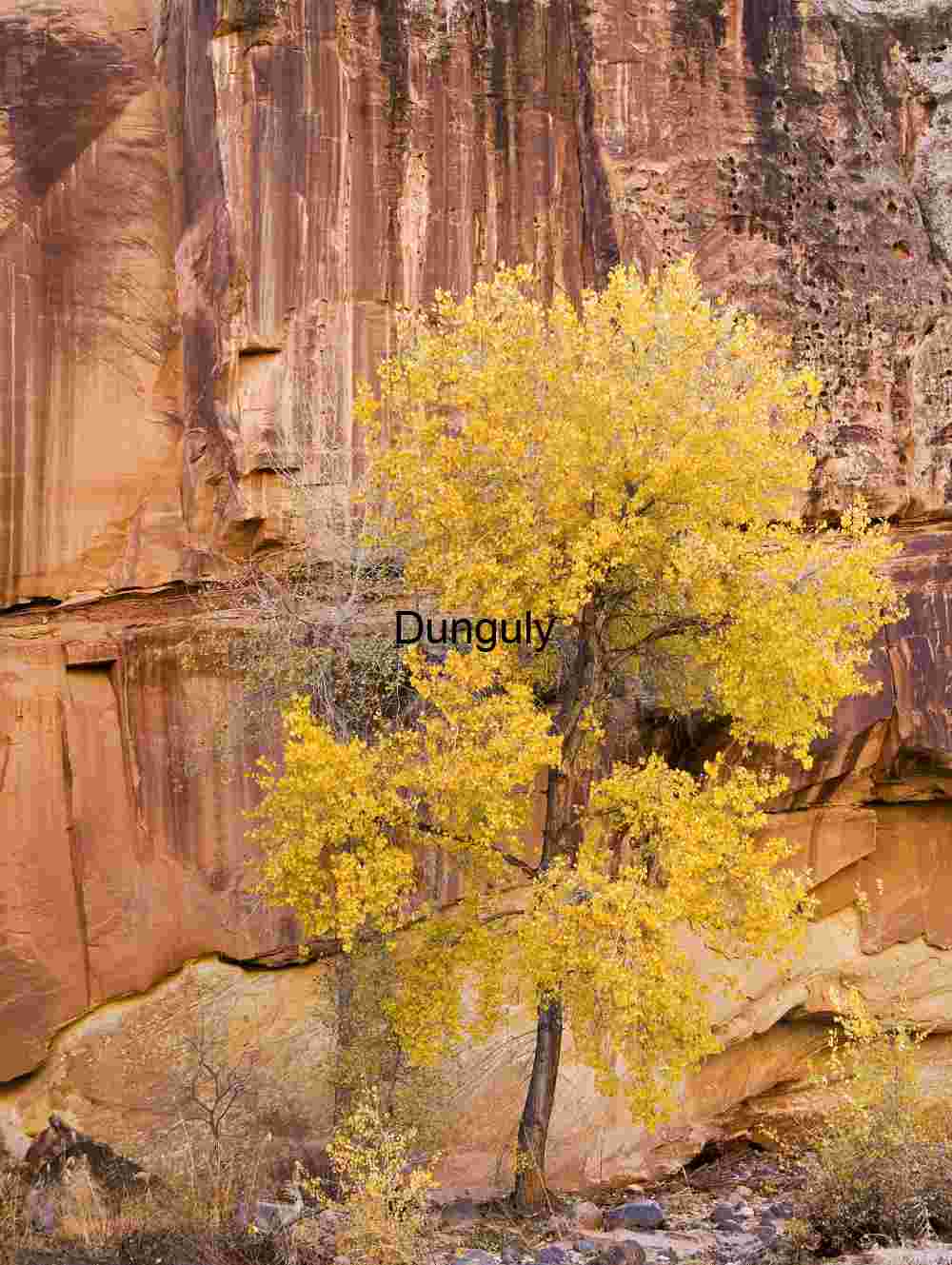 Cotonwood tree and rock wall