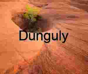 Cottonwood tree in swirling sandstone vortex.