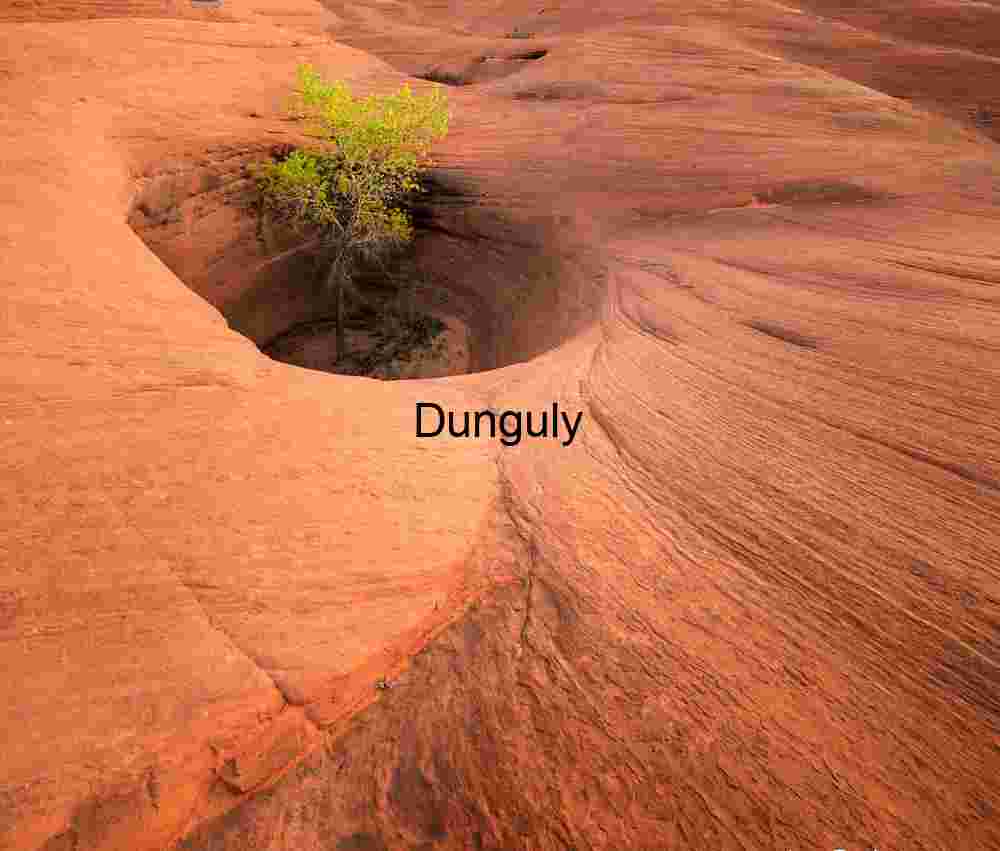 Cottonwood tree in swirling sandstone vortex.