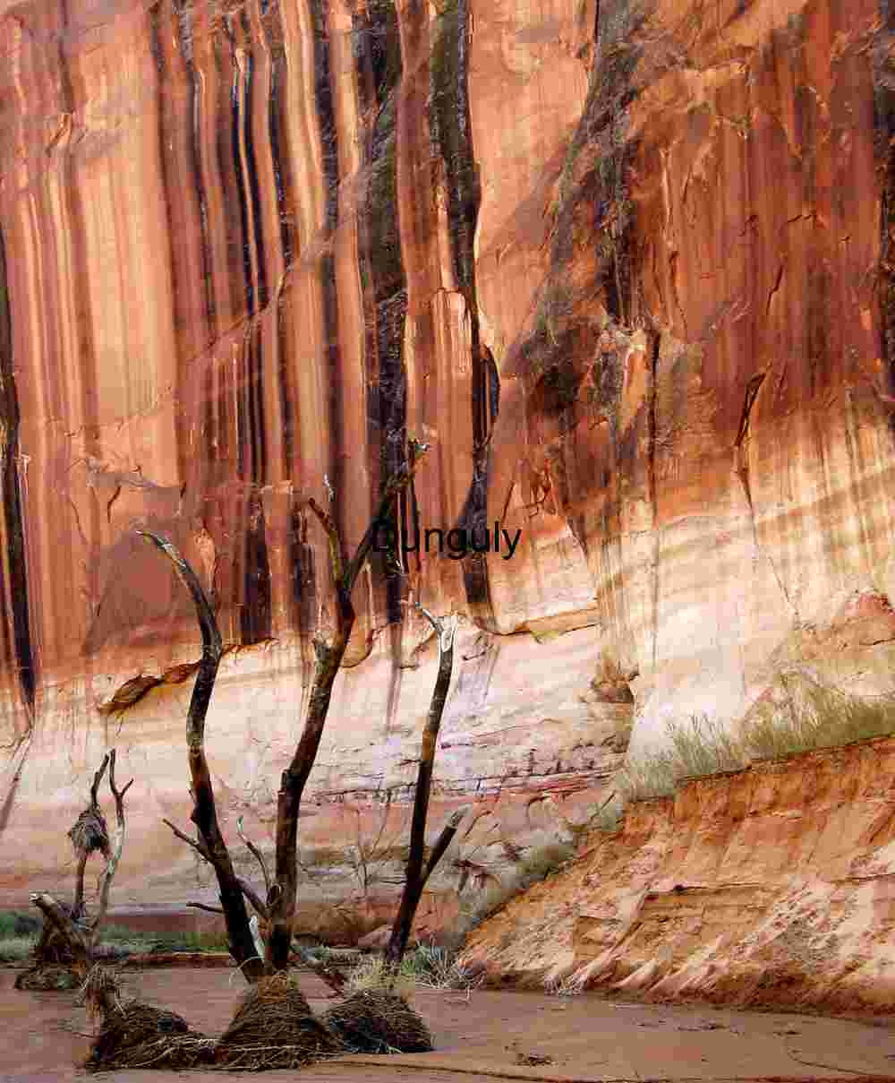 Lake Powell Exposed: Dead Cottonwoods & Red Rock Canyon Walls