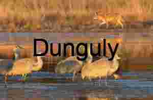 Coyote Prowls Past Sandhill Cranes at Sunrise