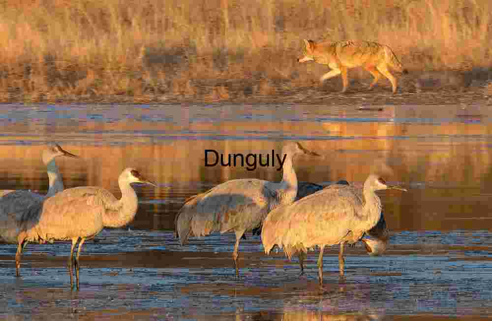 Coyote Prowls Past Sandhill Cranes at Sunrise