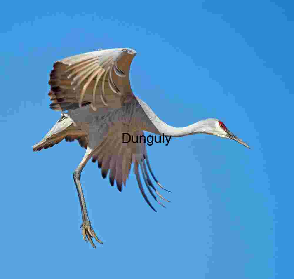 Sandhill Crane in Flight Against Clear Blue Sky Art Print