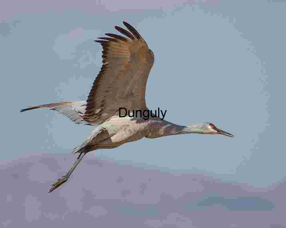Sandhill Cranes in Flight Over Desert Landscape | Single Crane