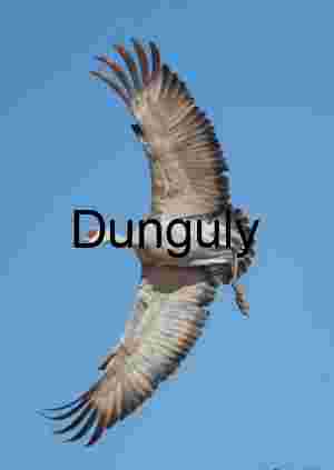 Majestic Sandhill Crane Soaring: A Study in Flight