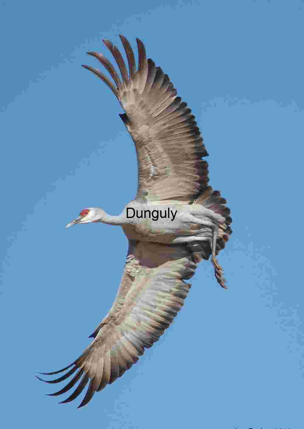 Majestic Sandhill Crane Soaring: A Study in Flight