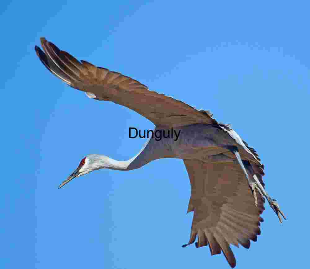 Sandhill Crane in Flight Against Clear Blue Sky Art Print | Crane in flight